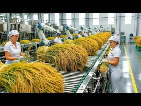 The Art of Precision: Advanced Rice Milling & Processing Technology (Full Process)