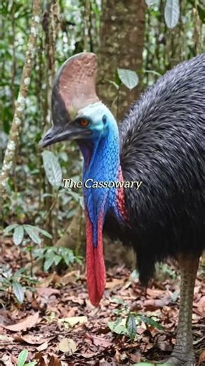 Cassowary | The Living Dinosaur of the Rainforest 🌿