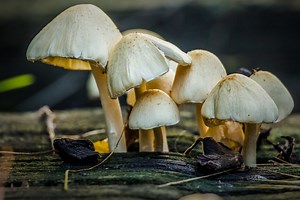 Here Are the Top 25 US Counties for Mushroom Foraging