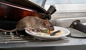 Live mouse and rodent droppings: Five restaurants given closing orders last month - Extra.ie