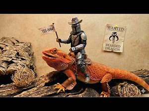 Cute And Funny Bearded Dragon Videos Compilation