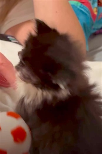 5.7K views · 127 reactions | DONATIONS NEEDED FOR HAWAII’S DOUBLE EYE ENUCLEATION SURGERY‼️ Goal: $2,500 - - - Hawaii is only 6 weeks old and weighs 1 pound. She may not look like it when she’s playing, but this little darling is in so much pain!! She has a severe eye infection that caused BOTH of her eyes to rupture! PLEASE DONATE so precious little Hawaii can get surgery ASAP and relieve her suffering for good! | Pawmetto Lifeline | Facebook