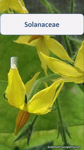 Solanaceae summary - UK wildflowers - Five-minute families