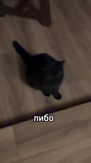 Приключения с Чириком: неожиданный гость