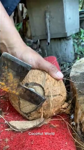 Amazing Way to Peel an Old Coconut!#satisfying #coconut #satisfyingvideo