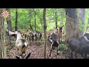 Alpine Goats Exploring Their New Pen!