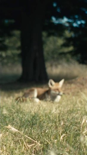 A documentary on suffering and Zen - Out Now! #documentary #film #filmmaking #zen