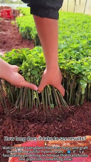 Transplanting Roses: A Garden Transformation 🌹🔄