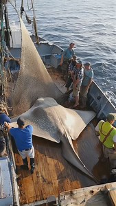 Big fish 🐠 | deep sea discoveries