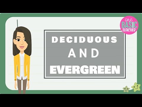 Deciduous and Evergreen Trees For Kids