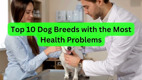 Dog Breeds with the Most Health Issues