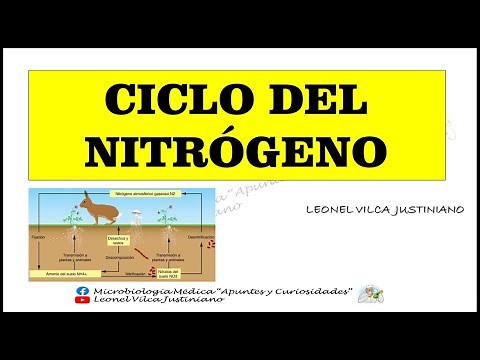 CICLOS BIOGEOQUÍMICOS - CICLO DEL NITRÓGENO