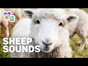 Animal Sounds for Kids - Sheep sounds (Baa)