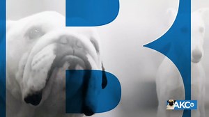 2.2K views · 30 reactions | The head is wide, the eyes glimmer with kindliness, and the thick, tapering “otter tail” seems to be forever signaling the breed’s innate eagerness. Meet the Labrador Retriever! | AKCtv | Facebook