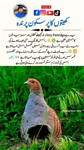 Grey Partridge 🪶🌾 – The Hidden Gem of the Grasslands! #AmazingNatureShorts #Wildlife #Shorts