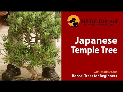 57) How to Care for Japanese Temple Podocarpus Macrophyllus Bonsai Trees For Beginners