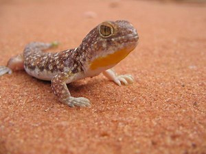 Ptenopus - Alchetron, The Free Social Encyclopedia