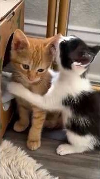 This Cat Is Impossible To Resist 😂