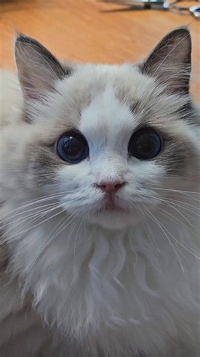 12 reactions | When Human Turns Into a Zombie  #RagdollCat #FunnyCatReaction #ZombieSound #CatComedy #ScaredCat #CatShorts #PetShorts #CatLovers #FunnyPets #CatExpressions | 지우 | Facebook