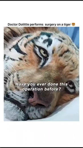 movies_hub4me on Instagram: "Title: Doctor Dolittle – Surgery on the Tiger 🐅 Show: Film Characters: Dr. John Dolittle, Injured Tiger Scene Type: Fantasy / Adventure / Medical / Animal Rescue Premise: In *Doctor Dolittle*, Dr. John Dolittle uses his unique ability to communicate with animals to save a critically injured tiger. Treating the tiger like any other patient, Dolittle performs a risky but compassionate surgery, guided by the animal’s own fears and trust. The moment highlights his extra