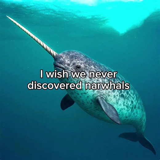 They get hunted, even though there are laws protecting them. #narwhal #fyp #viral #animal #sea