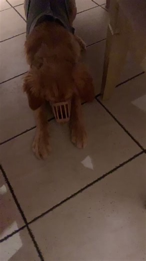 When you have a very special pup #goldenboy #goldenretrieverlife