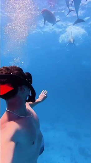 Lucky enough to swim with dolphins twice today on my first day in Egypt! #hurghada #egypt
