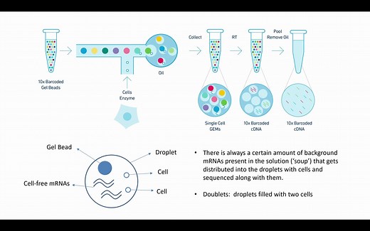手把手教你学单细胞数据分析 | 使用 SoupX 和 DoubletFinder 进行单细胞数据预处理