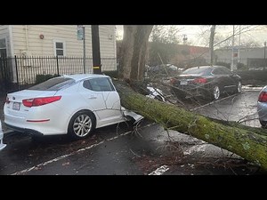 Who's responsible for damage after a tree falls?