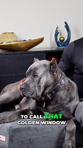 139K views · 5.8K reactions | Tips for Socializing Your New Cane Corso Puppy ❤️ #CaneCorso #largebreed #dogs #funnydogs #Mastiff #DogLife #mansbestfriend #pet #italianmastiff #guarddog #giantbreedlovers #canecorsolife #canecorsolovers #doglife #Corso #bigdog #cuteanimal #dogsofinstagram #treyandduke #reels | Trey and Duke | Facebook