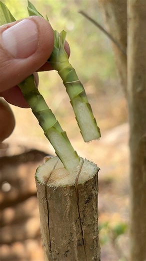 Easy Cleft Grafting Technique for Ornamental Plants | Fast Growing.