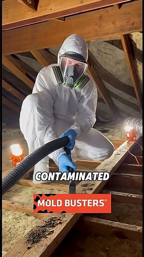 Attic Mold Removal Explained | Mold Busters 👷‍♂️💨