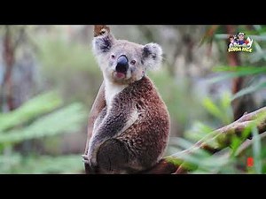 Australia for Kids - Fun & Fascinating Facts About Australia
