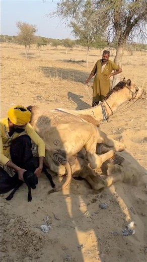 A terrifying moment in the desert! The angry camel's attack nearly ended the young camel's life, ...