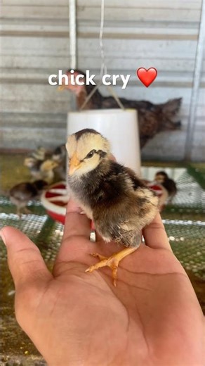 chick #youtubeshort #chickeneggs #videoshort #chicken #roosterfarm #chickenproducts #