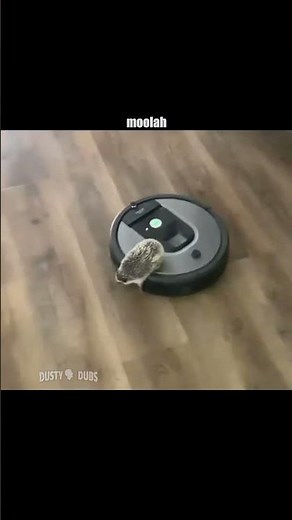 Hedgehog on a Roomba￼
