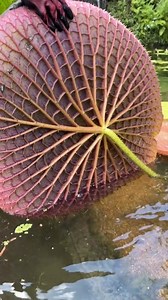 374K views · 2.6K reactions | World's Biggest Water Leaf  #trending #viral #facts #new | Aayushmaan Amit | Facebook