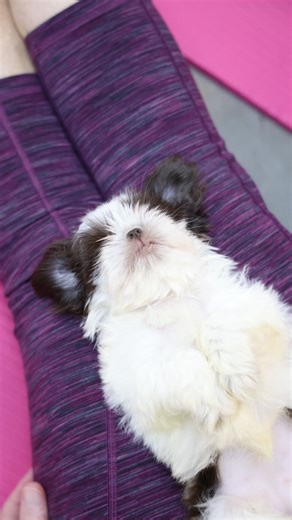 Puppy Yoga Orlando on Instagram: "The only workout where interruptions are encouraged 🐾🧘‍♂️ #PuppyYoga #PuppySnuggles #PuppyTherapy #YogaWithDogs #FeelGoodVibes #SerotoninBoost #HappyHumansHappyPuppies #CutiestWorkoutEver"