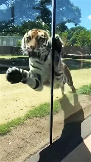 Tiger Suddenly Charges the Glass 😱 Real Zoo Footage Caught on Phone!