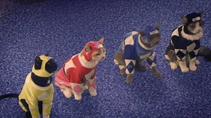 Celebrate Caturday with the Meower Rangers! 🐱 | Power Rangers