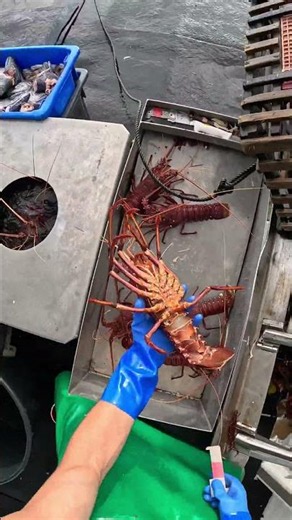 New Season 🦞 #crayfish #fishing