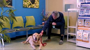 25K views · 101 reactions | Not even his favourite water Pelegrino can make Poor Frankie the elderly lab feel better... The Pet Surgeons is back at 8.30pm Wed night! | RTÉ One | Facebook