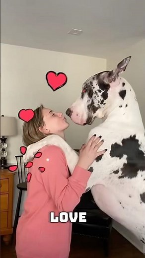 "Why Is This Great Dane So Big? The Shocking Truth #GreatDaneFacts #GiantDogBreeds #DogLovers