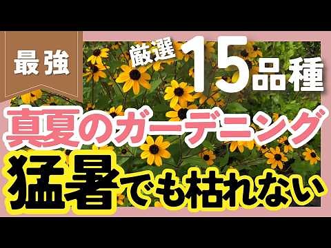 【西日に強い植物☀️】猛暑に負けない15品種を厳選！夏でも花を楽しもう【ガーデニング】【園芸】