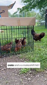 157 reactions · 9 comments | Integrating chickens  Week 1: crate in the run during daylight, back to the brooder at night Week 2: crate in the run during daylight, crate in the coop at night Week 3: free range in the run during daylight, crate in the coop at night Week 4: fully integrated chickens with no injuries! #chickens #layinghens #homesteading #modernhomesteading #suburbanhomestead #suburbanhomesteading | Home on Liberty Hill | Facebook