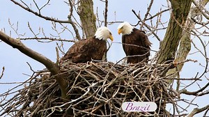 Bald eagle population taking flight: Latest report finds increase in Ohio nests