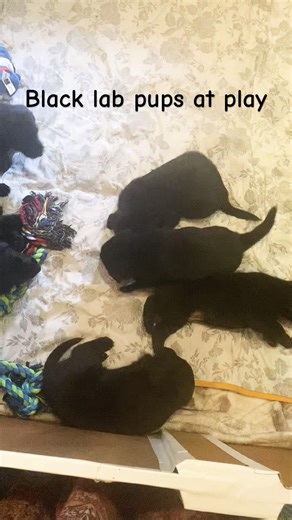 Black lab pups at play