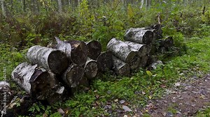 A stack of old, decaying birch logs lies in a forest clearing, showing signs of age and weathering. The damp surroundings after the rain enhance the natural decay and texture of the logs