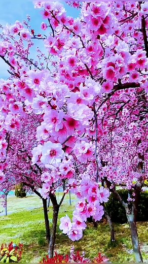 #scenery #nature #spring #flowers #foryou