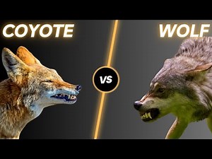 Wolf vs Coyote: What's the main difference?